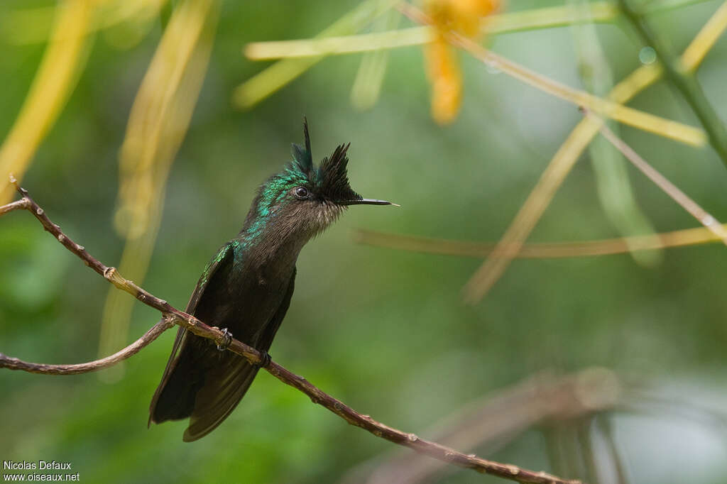Colibri huppé mâle adulte, identification