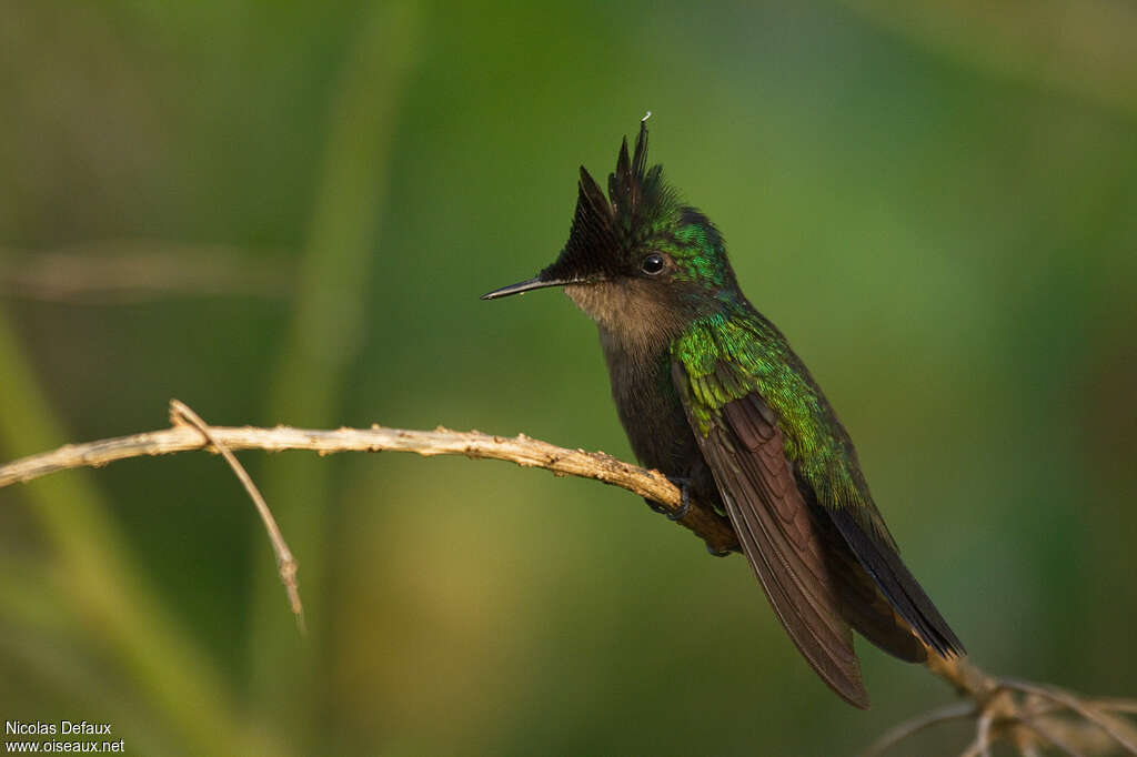 Colibri huppé mâle adulte, identification