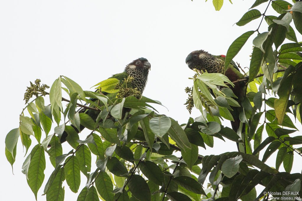 Conure versicolore