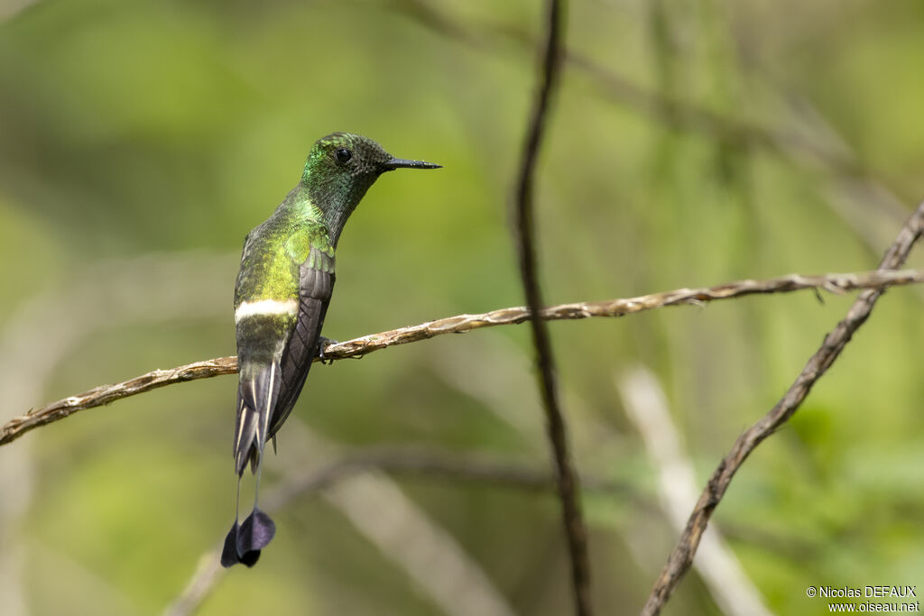 Coquette à raquettes mâle adulte, identification