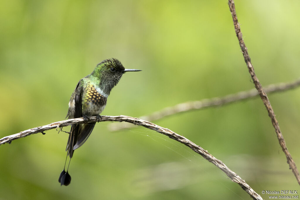 Coquette à raquettes