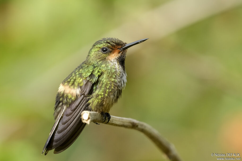 Racket-tipped Thorntail female adult, identification