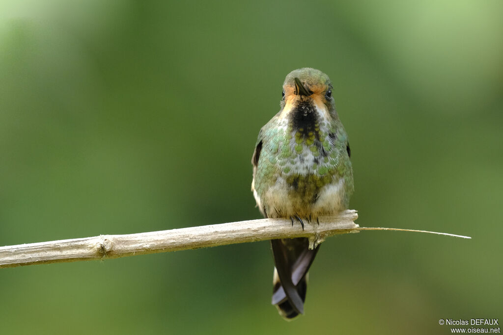 Racket-tipped Thorntail female adult