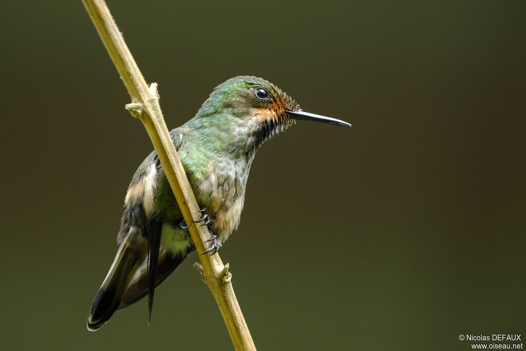 Racket-tipped Thorntail female adult