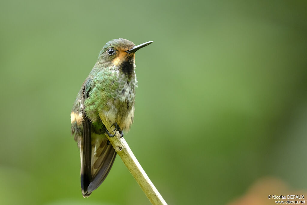 Racket-tipped Thorntail female adult, close-up portrait