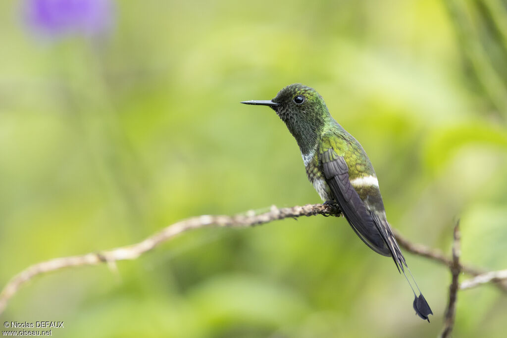 Coquette à raquettes mâle adulte, identification