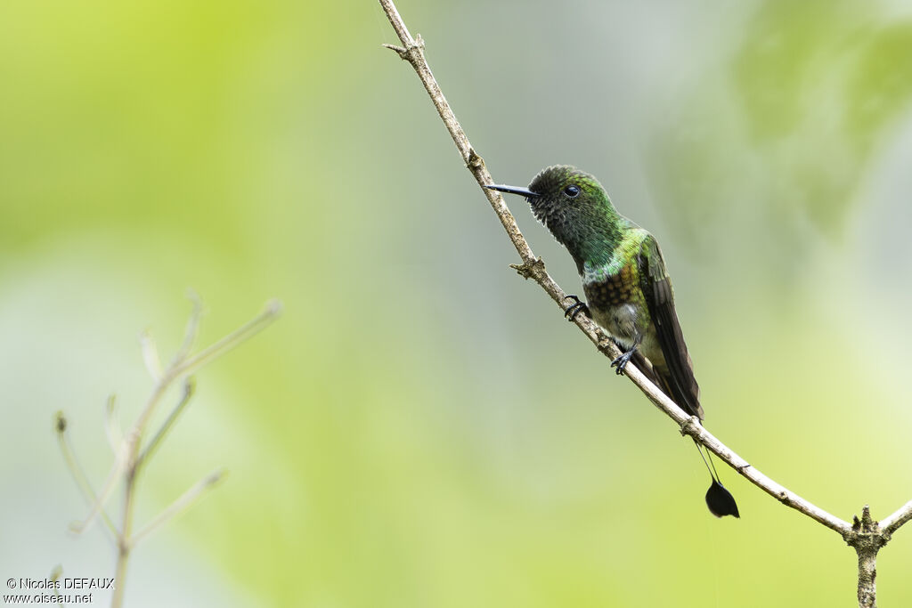 Coquette à raquettes mâle adulte, identification