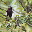 Cotinga pompadour