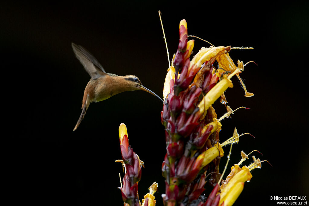 Reddish Hermit, Flight, eats