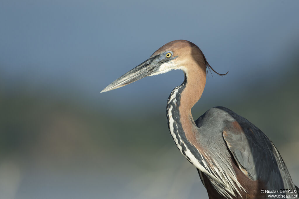 Héron goliath, portrait