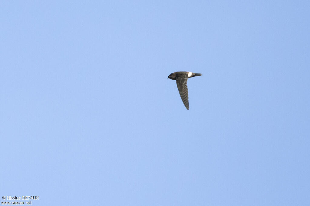 Band-rumped Swift, Flight, eats