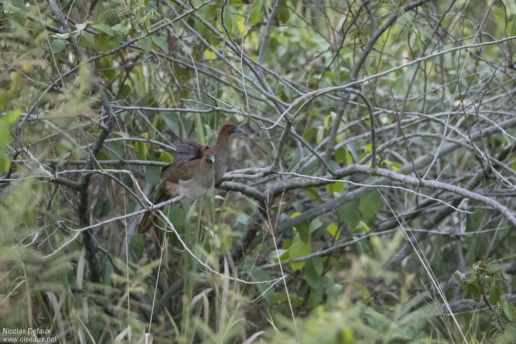Little Chachalacaadult