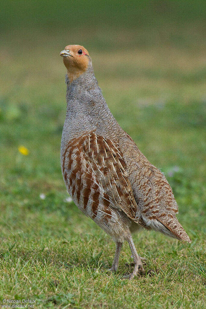 Perdrix grise