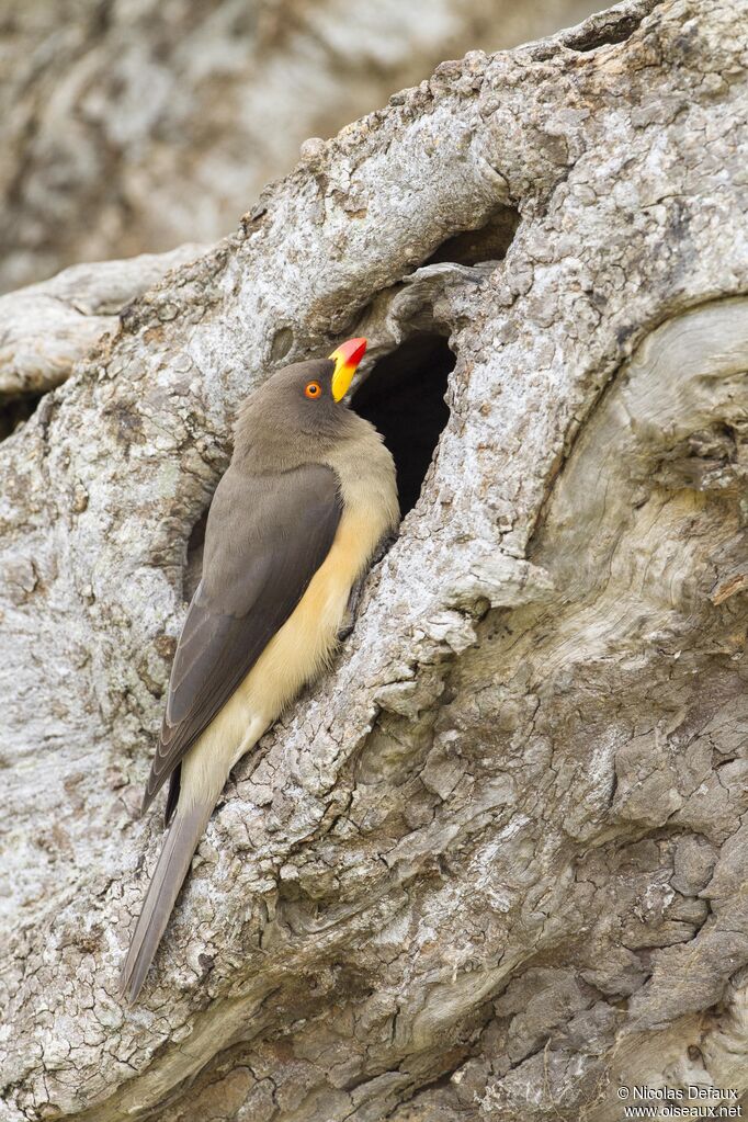 Yellow-billed Oxpecker