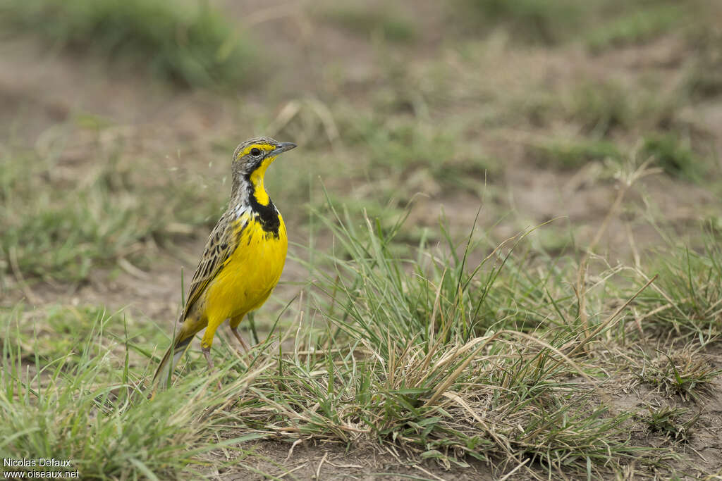 Sentinelle à gorge jaune mâle adulte, identification