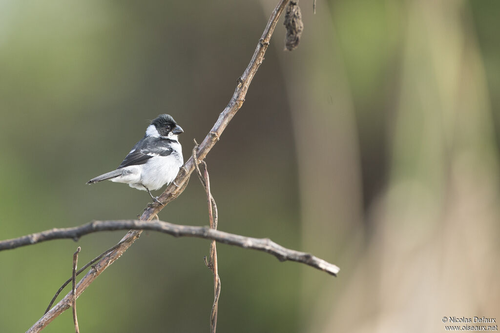 Wing-barred Seedeaterjuvenile