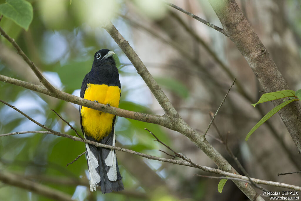 Trogon à queue blanche mâle, portrait