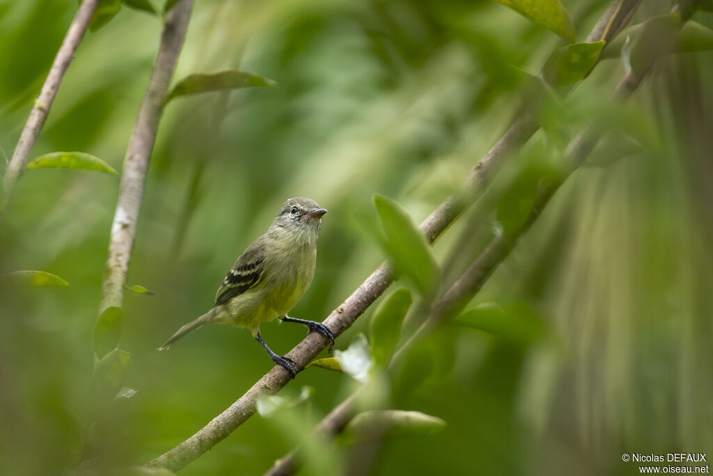 Tyranneau passegris, portrait