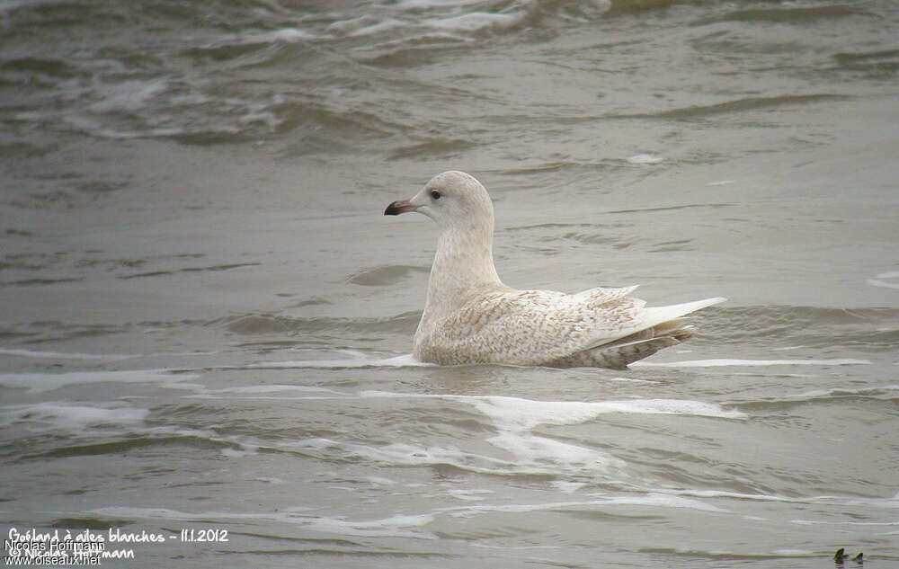 Goéland à ailes blanches2ème année, nage