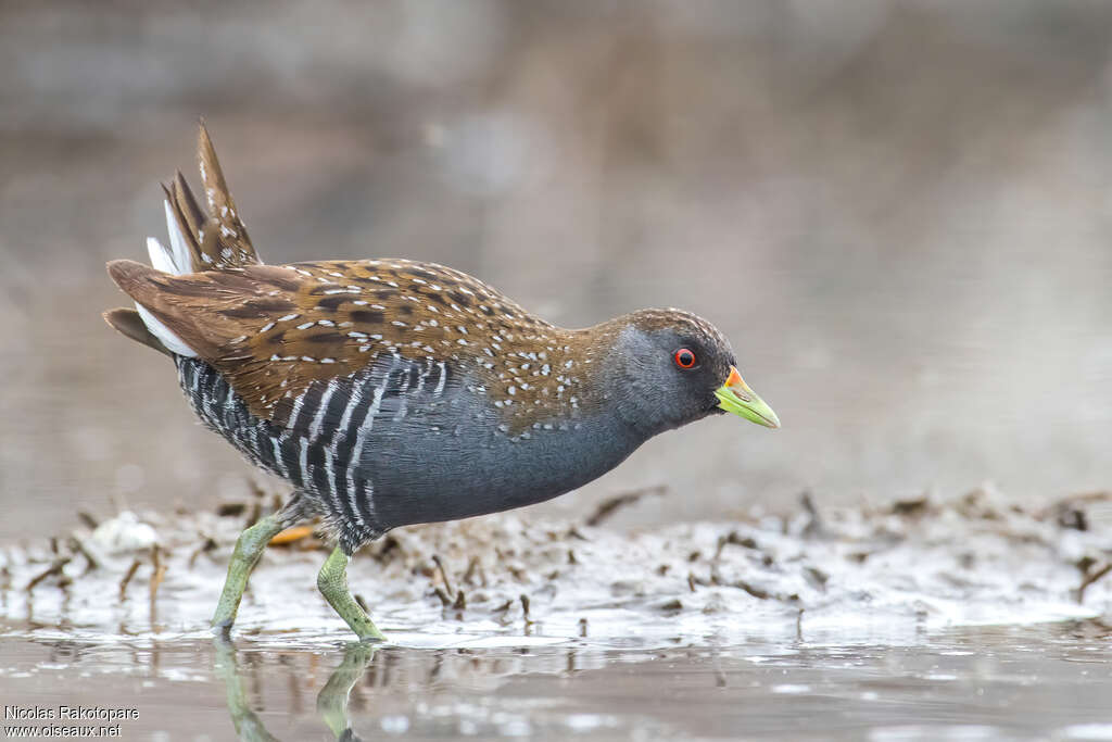 Australian Crakeadult, identification