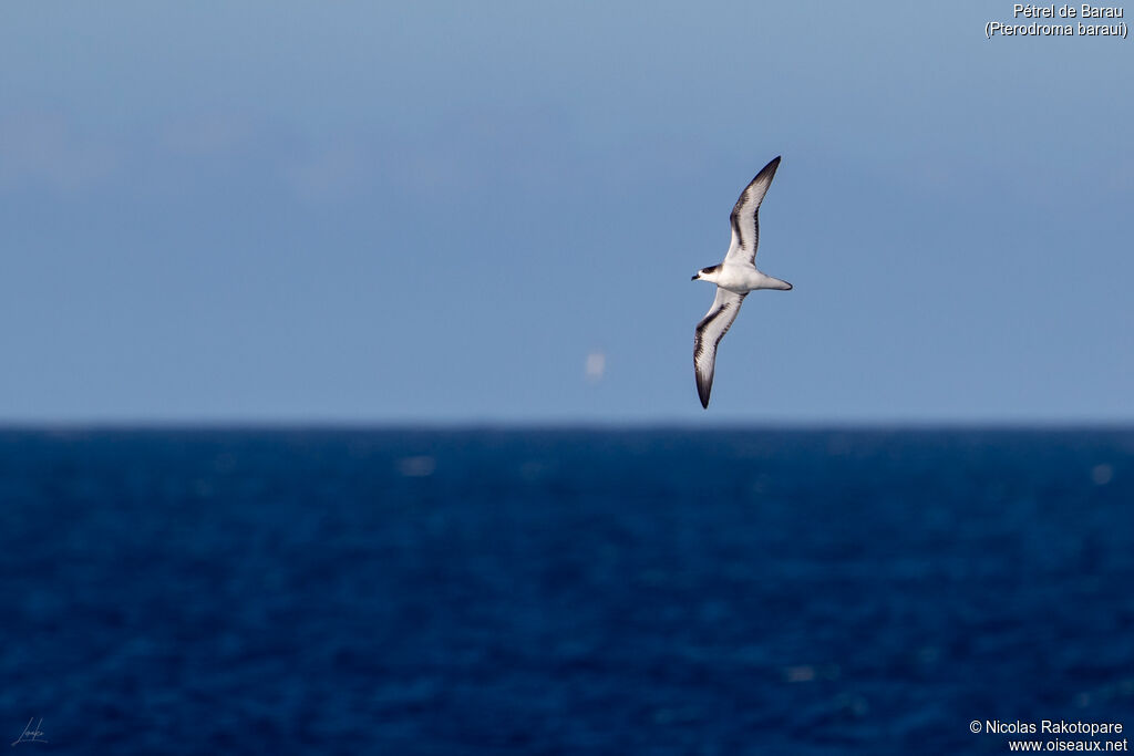 Barau's Petrel, habitat