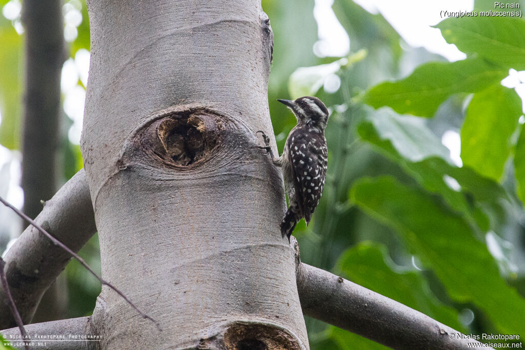 Sunda Pygmy Woodpecker