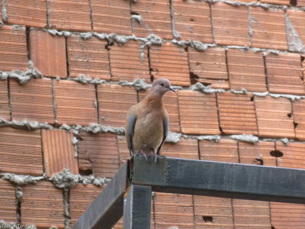 Laughing Doveadult
