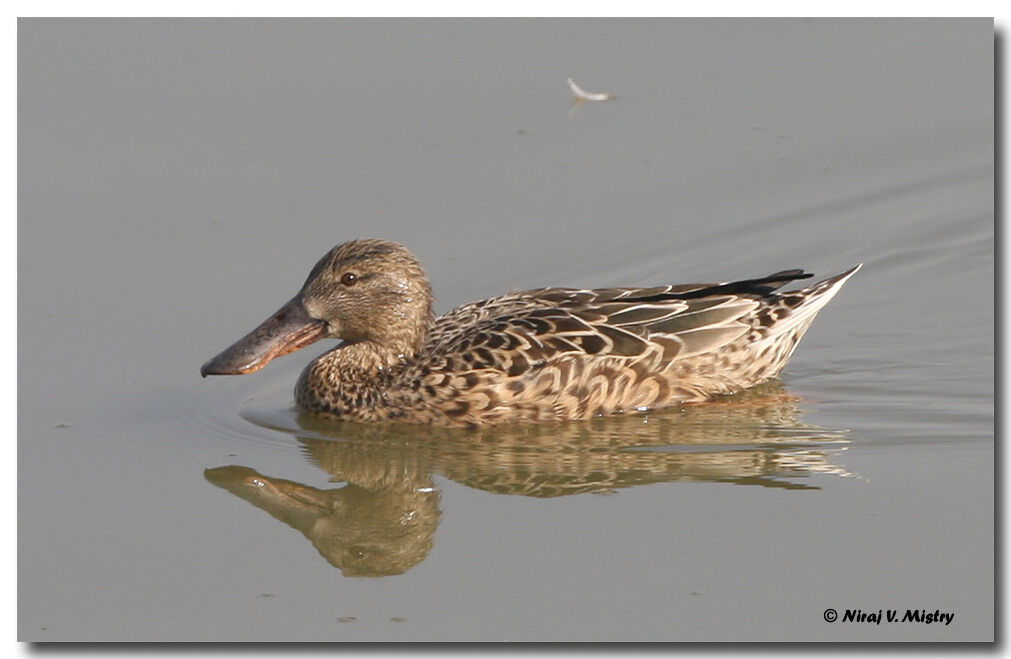 Canard souchet femelle