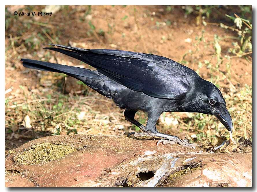 Corbeau indien