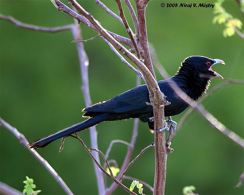 Asian Koel