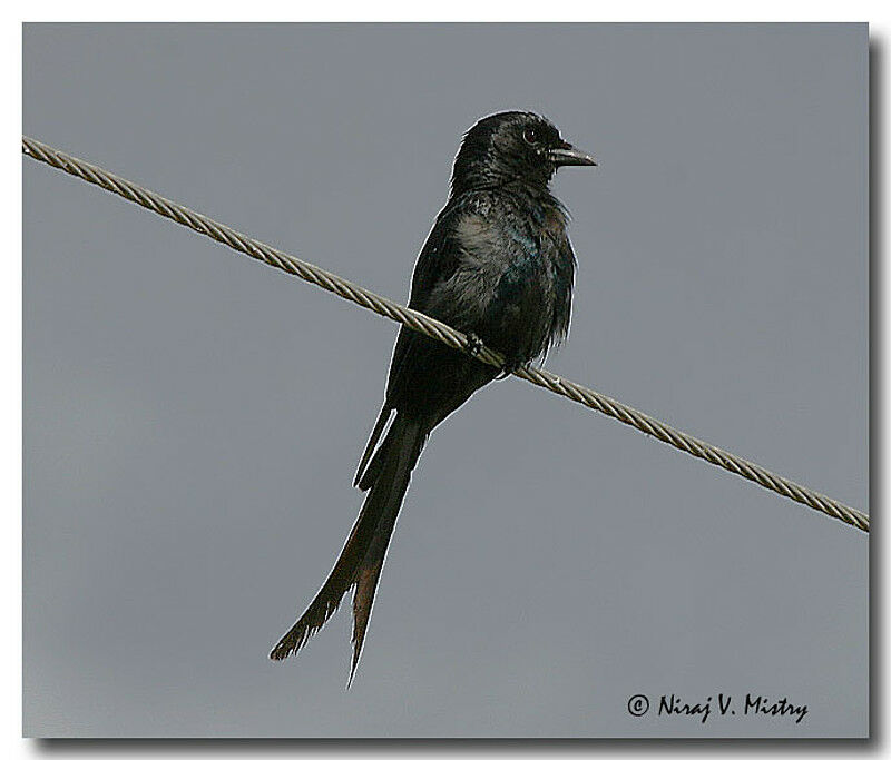 Drongo royal