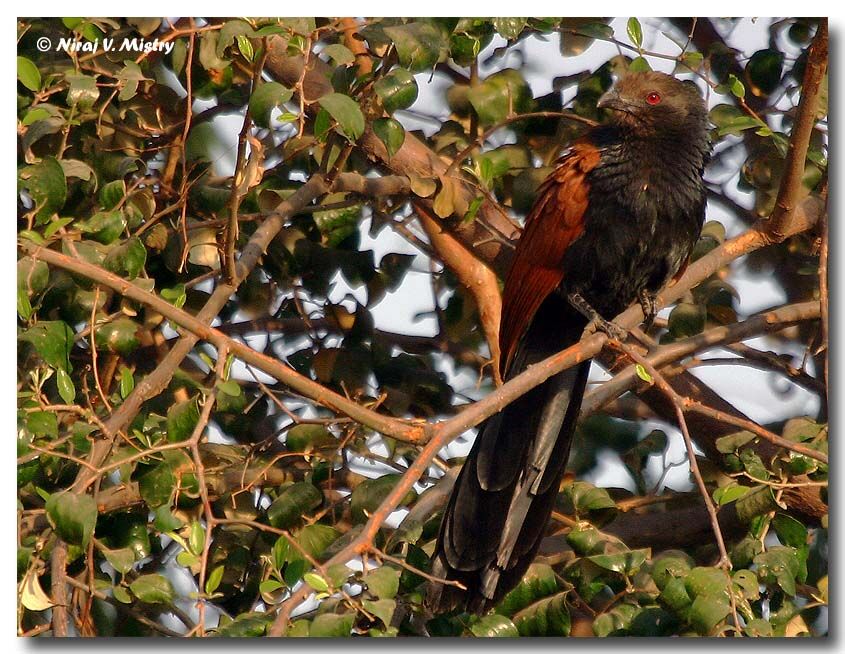 Grand Coucal