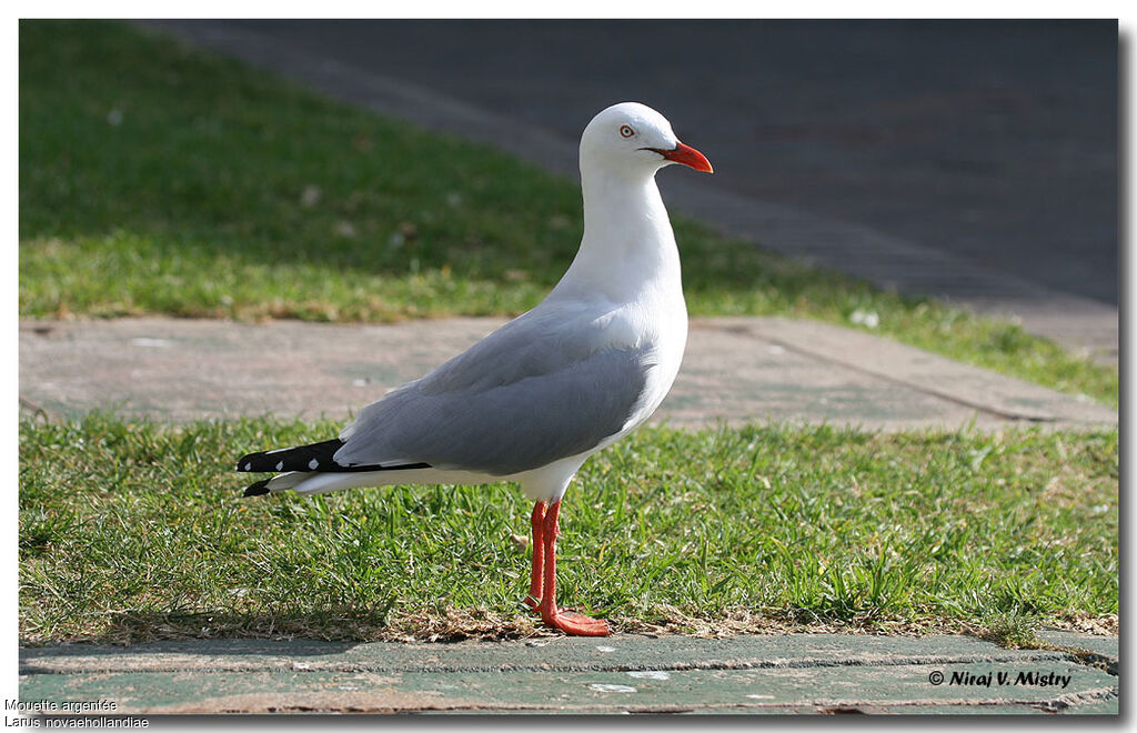 Mouette argentée