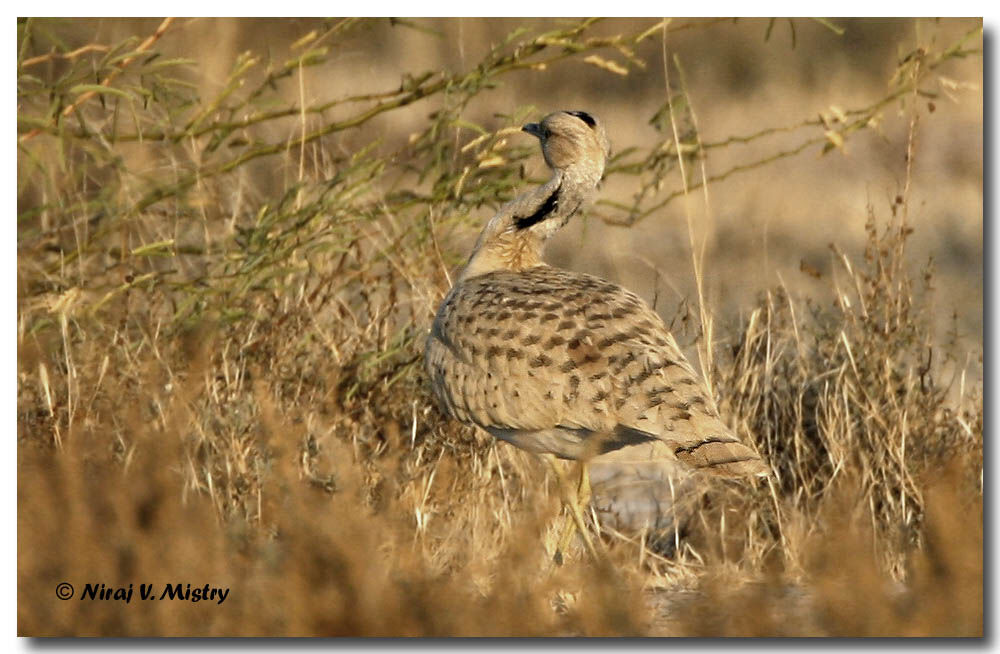 Asian Houbara male