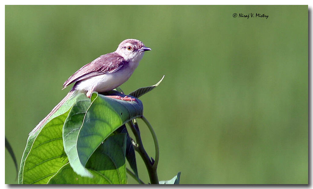 Prinia simple