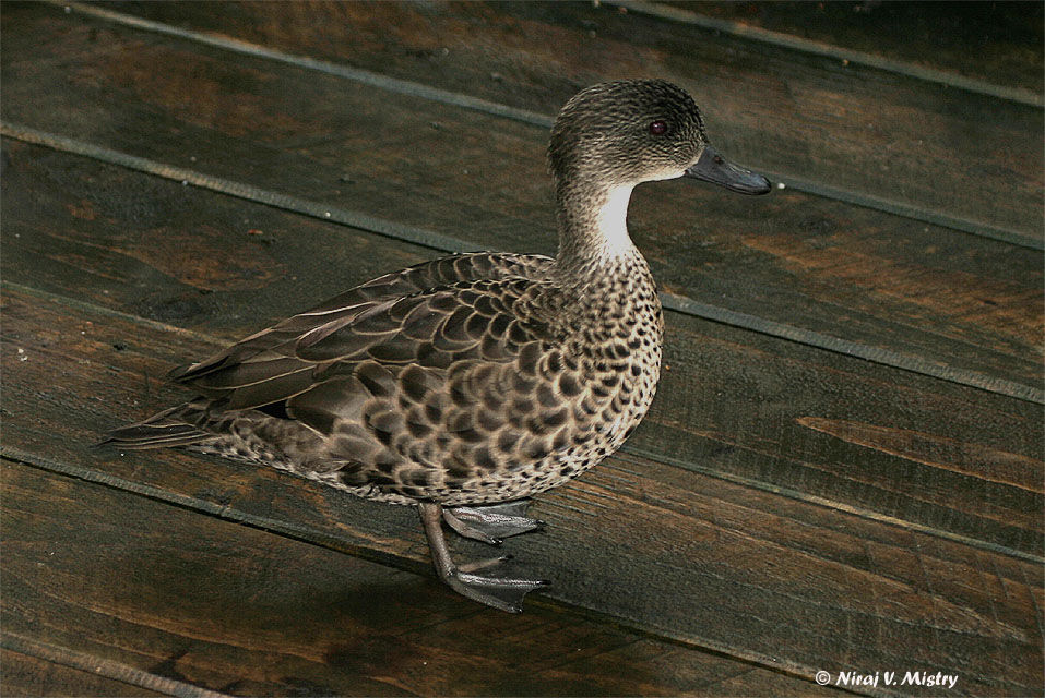 Grey Teal