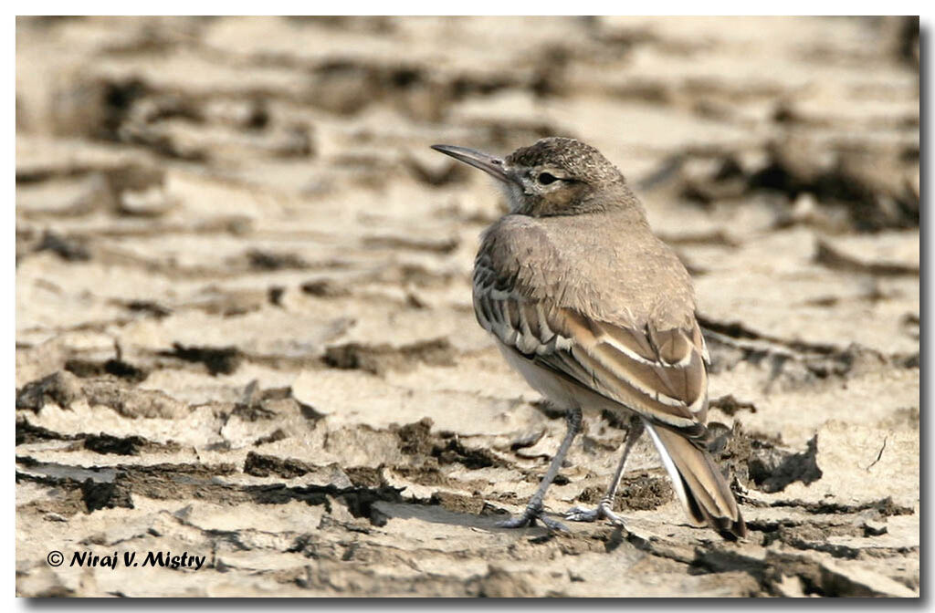 Greater Hoopoe-Lark