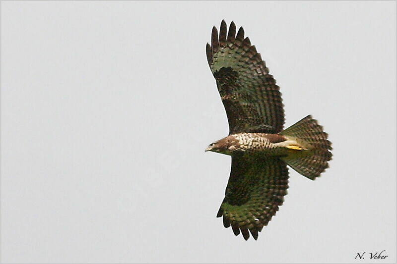 Buse variable