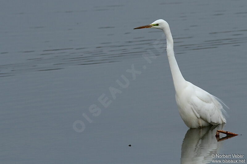 Great Egret