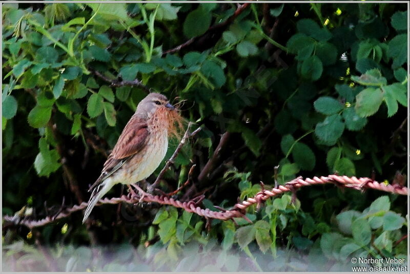 Linotte mélodieuse femelle adulte, Nidification