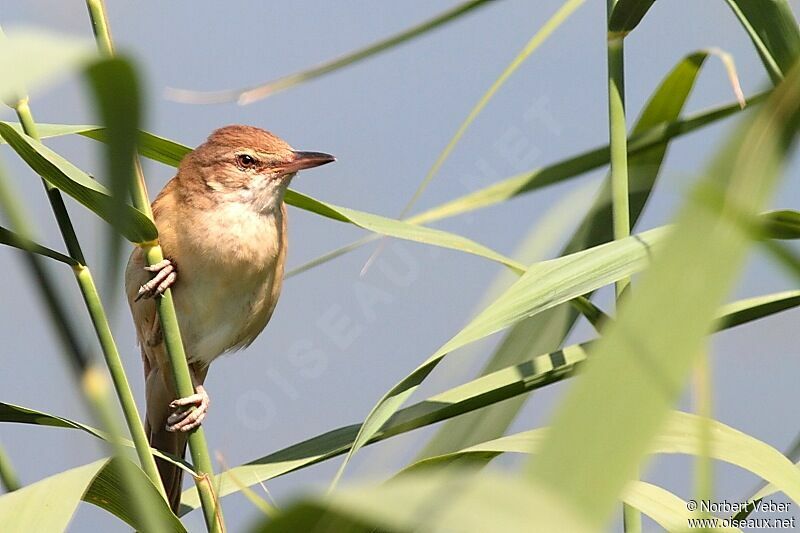 Great Reed Warbleradult