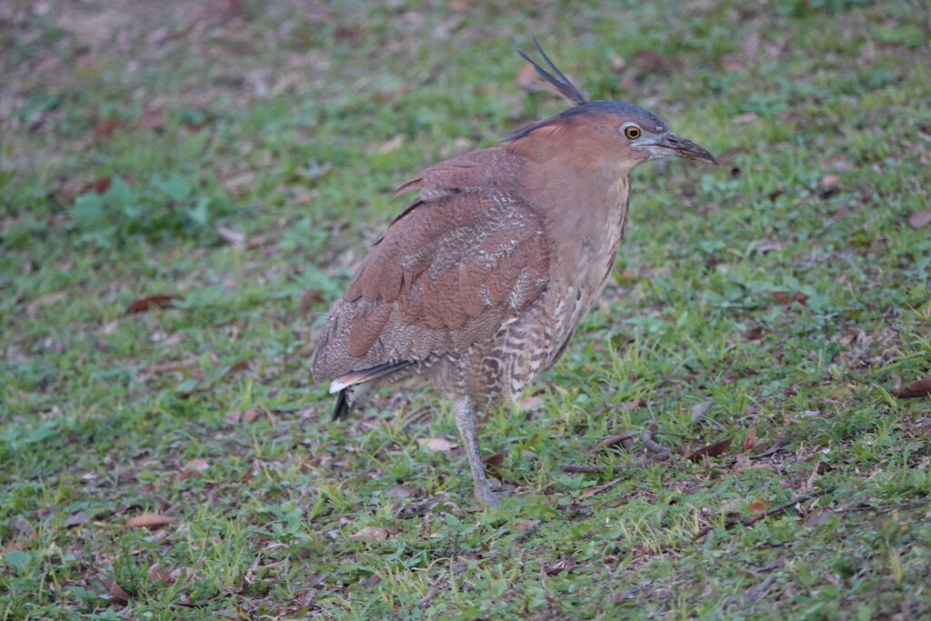 Malayan Night Heron