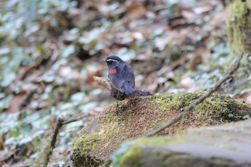 Collared Bush Robin