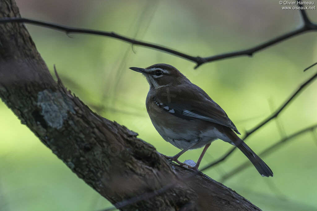 Agrobate à moustachesadulte, identification