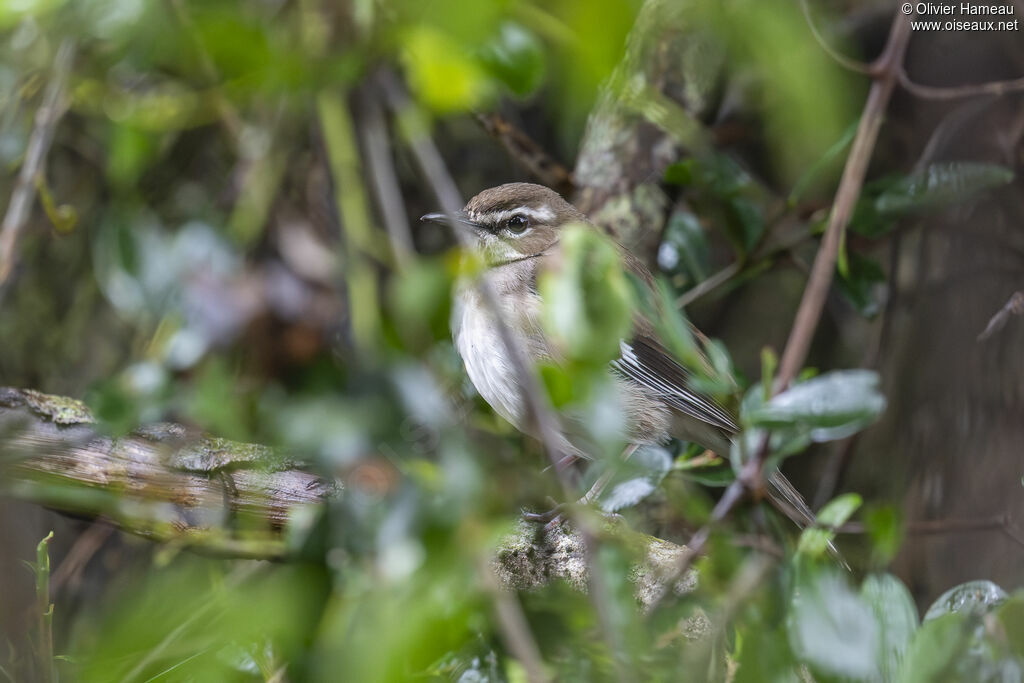Agrobate brunadulte, identification