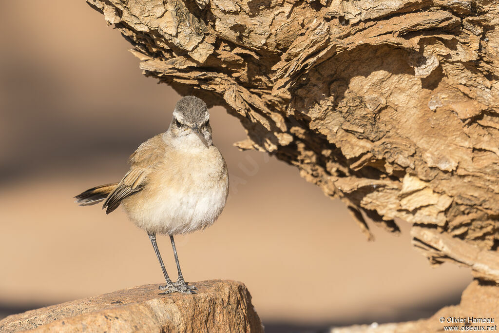 Kalahari Scrub Robinadult, identification