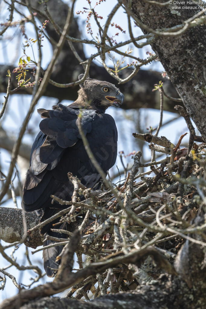 Aigle couronnéadulte