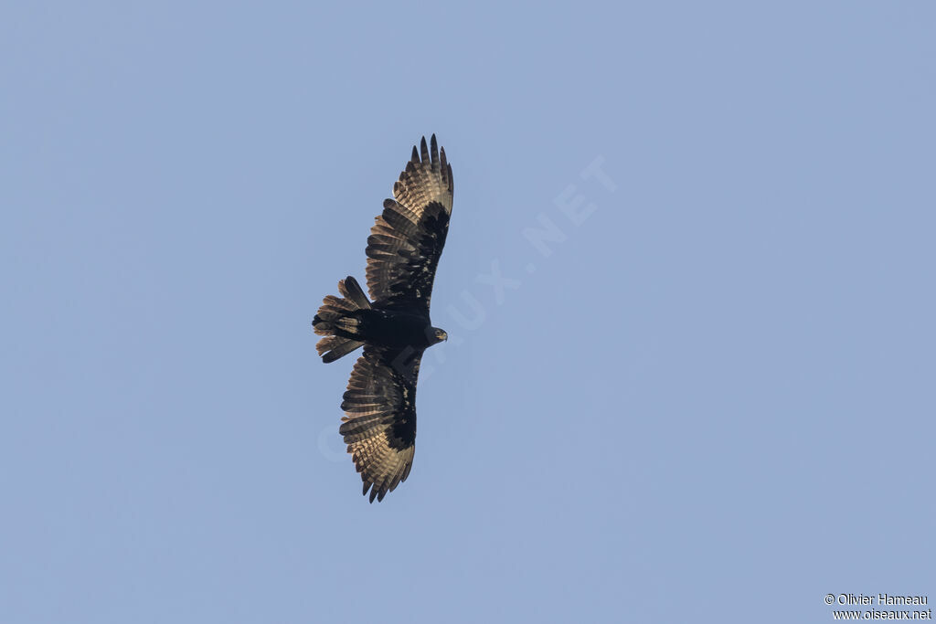 Aigle de Verreauxsubadulte, Vol