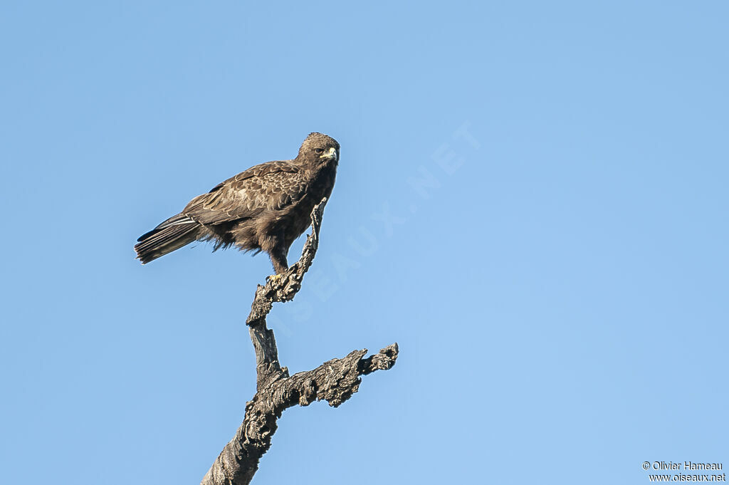 Aigle de Wahlbergadulte, identification
