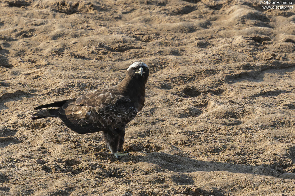 Aigle de Wahlberg, identification